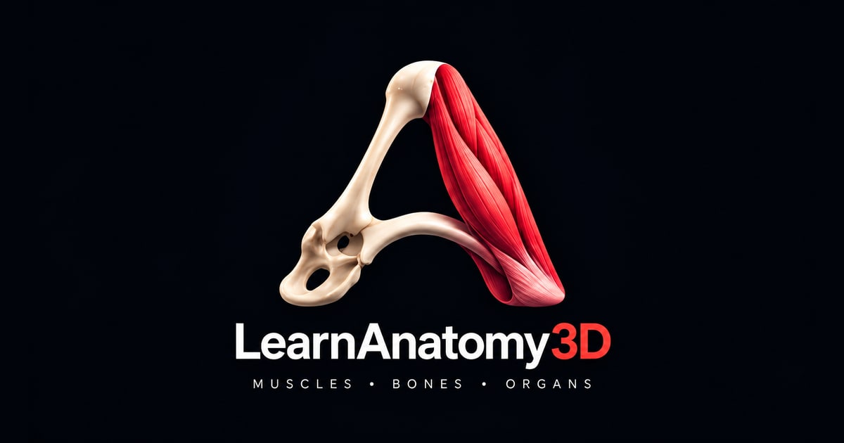 Создан бесплатный сайт с 3D визуализациями человеческой анатомии